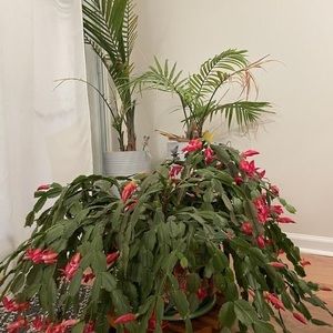 Meet your Posher, Wanda